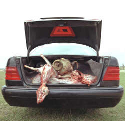 Adrian Paci, flash mercedes