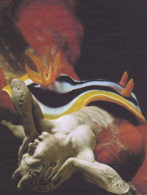 Isabella Bona Naturalia artificialia 1 2001