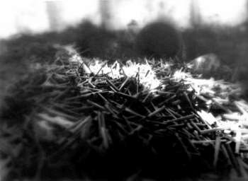 Margherita Verdi - Metamorfosi