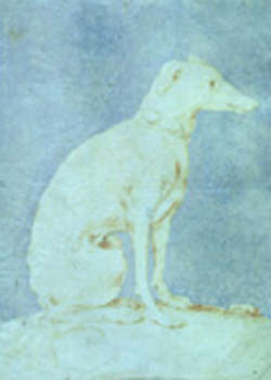 pinacoteca stuard, il levriero del parmigianino