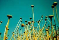 Andrea Galvani, Il sentiero 2001