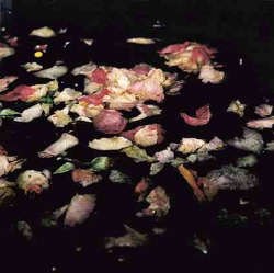 Aimara Garlaschelli Virescit