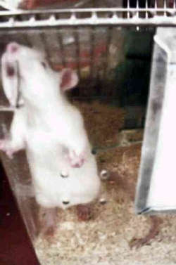 Eugenio Percossi life