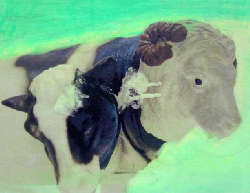 Daniele Girardi x-farm