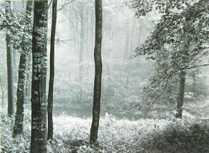 Paul Caponigro Redding Woods Connecticut 1969 gelatin silver print