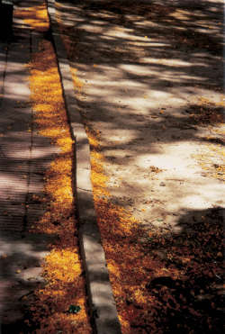 Jean Baudrillard - bordo del marciapiede con foglie morte