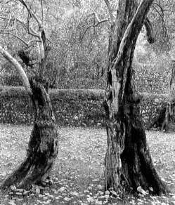 Ellen Auerbach- Olivos Bailando - Maiorca 1959