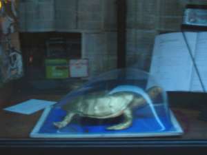 Siena, la Tartuca vince il Palio e appaiono le tartarughe del Cracking Art Group