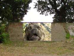 Frascati, dodici artisti a confronto con il parco di Villa Sciarra