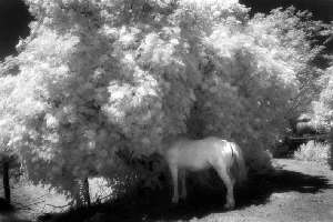 Giovani fotografi, nasce SpaziGallery. Con una mostra nel parco romano della Caffarella