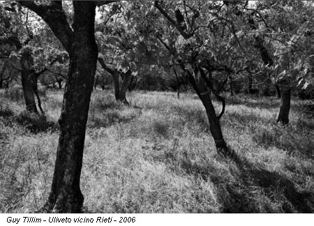 Guy Tillim - Uliveto vicino Rieti - 2006