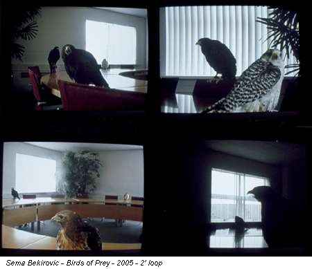 Sema Bekirovic - Birds of Prey - 2005 - 2' loop
