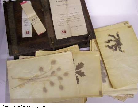 L'erbario di Angelo Dragone