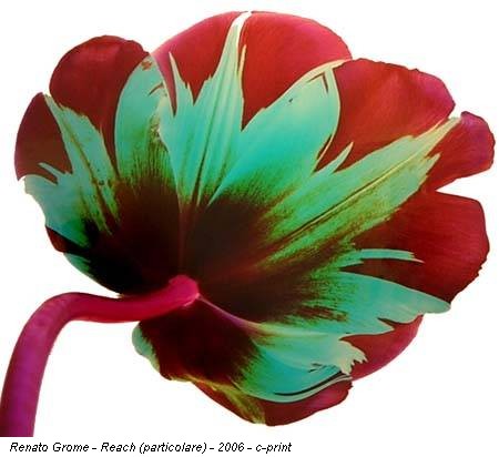 Renato Grome - Reach (particolare) - 2006 - c-print