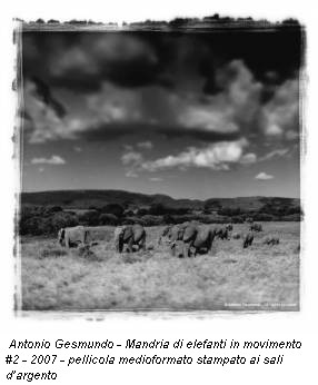Antonio Gesmundo - Mandria di elefanti in movimento #2 - 2007 - pellicola medioformato stampato ai sali d’argento