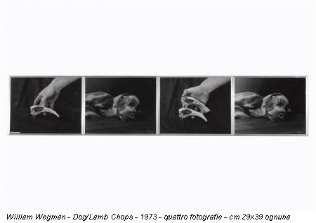 William Wegman - Dog/Lamb Chops - 1973 - quattro fotografie - cm 29x39 ognuna