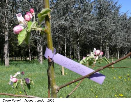 Ettore Favini - Verdecuratoda - 2008