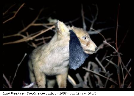 Luigi Presicce - Creature del cantico - 2007 - c-print - cm 30x45