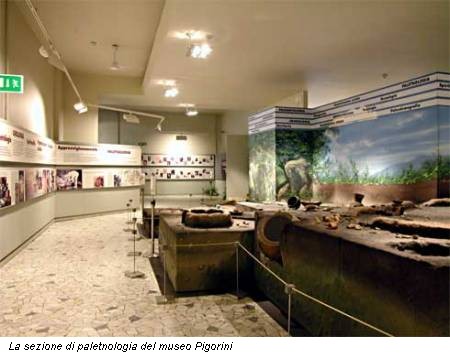 La sezione di paletnologia del museo Pigorini