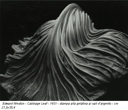 Edward Weston - Cabbage Leaf - 1931 - stampa alla gelatina ai sali d’argento - cm 27,8x35,4