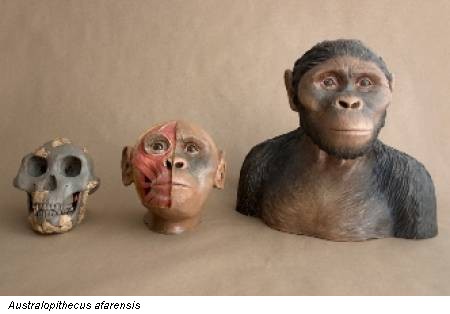 Australopithecus afarensis