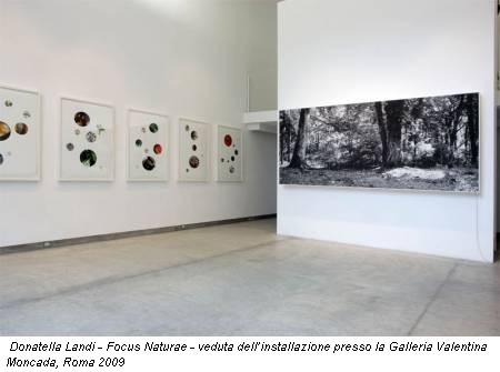 Donatella Landi - Focus Naturae - veduta dell’installazione presso la Galleria Valentina Moncada, Roma 2009