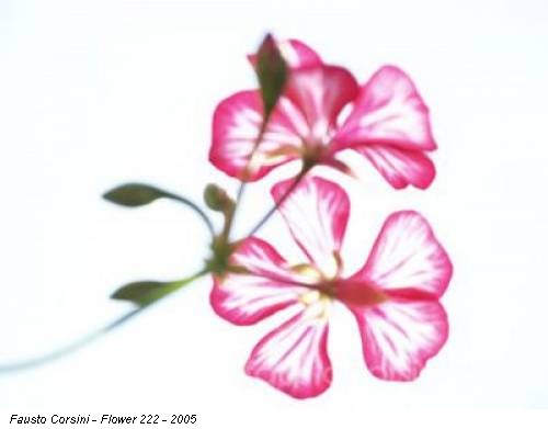 Fausto Corsini - Flower 222 - 2005