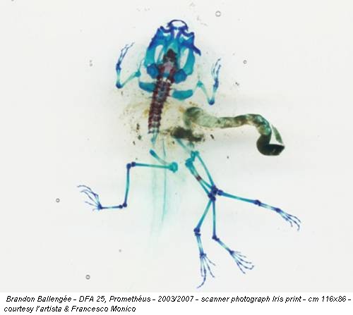 Brandon Ballengée - DFA 25, Promethéus - 2003/2007 - scanner photograph Iris print - cm 116x86 - courtesy l’artista & Francesco Monico