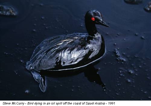 Steve McCurry - Bird dying in an oil spill off the coast of Saudi Arabia - 1991
