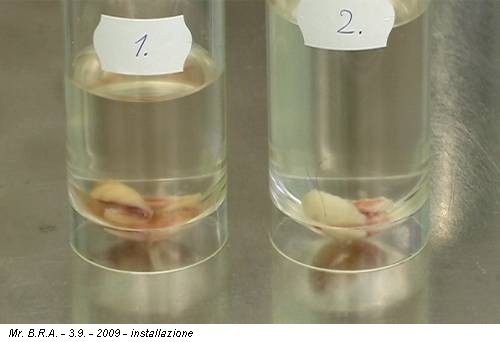 Mr. B.R.A. - 3.9. - 2009 - installazione