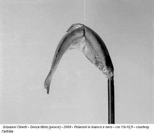 Giovanni Oberti - Senza titolo (pesce) - 2009 - Polaroid in bianco e nero - cm 13x10,5 - courtesy l’artista
