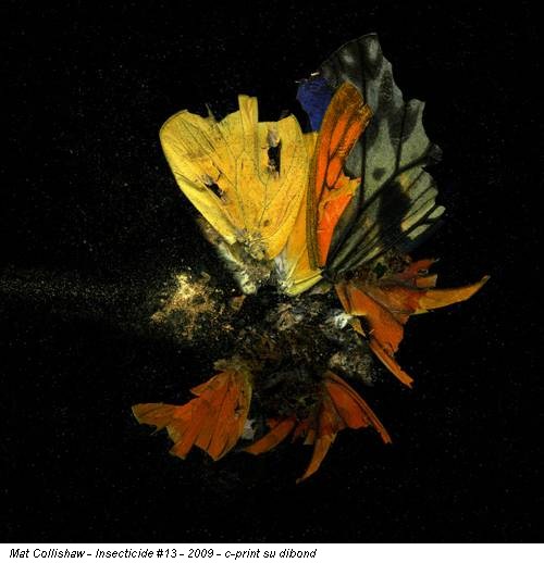 Mat Collishaw - Insecticide #13 - 2009 - c-print su dibond