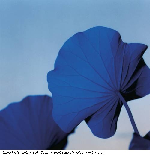 Laura Viale - Loto 7-286 - 2002 - c-print sotto plexiglas - cm 100x100