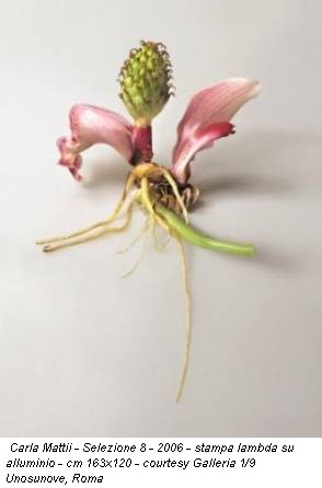 Carla Mattii - Selezione 8 - 2006 - stampa lambda su alluminio - cm 163x120 - courtesy Galleria 1/9 Unosunove, Roma