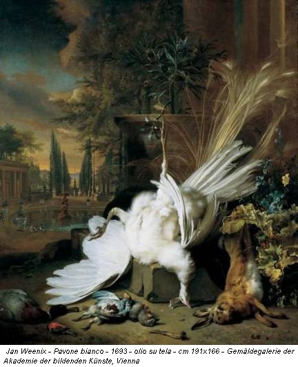 Jan Weenix - Pavone bianco - 1693 - olio su tela - cm 191x166 - Gemäldegalerie der Akademie der bildenden Künste, Vienna