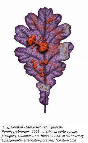 Luigi Serafini - Storie naturali: Quercus Formicorubrorum - 2009 - c-print su carta cotone, plexiglas, alluminio - cm 150x100 - ed. di 8 - courtesy LipanjePuntin artecontemporanea, Trieste-Roma