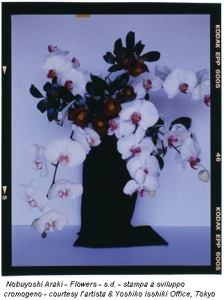 Nobuyoshi Araki - Flowers - s.d. - stampa a sviluppo cromogeno - courtesy l’artista & Yoshiko Isshiki Office, Tokyo