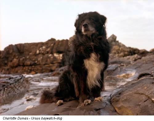 Charlotte Dumas - Ursus baywatch-dog