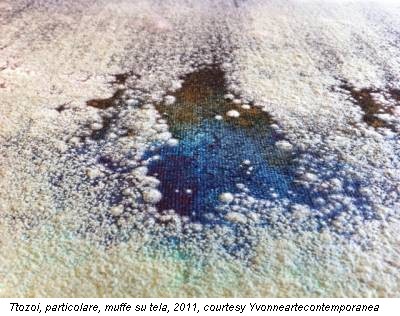 Ttozoi, particolare, muffe su tela, 2011, courtesy Yvonneartecontemporanea