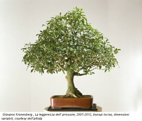 Giovanni Kronenberg , La leggerezza dell' arrossire, 2007-2012, bonsai inciso, dimensioni variabili, courtesy dell’artista