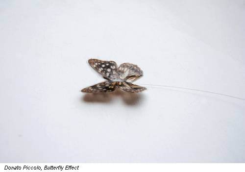Donato Piccolo, Butterfly Effect
