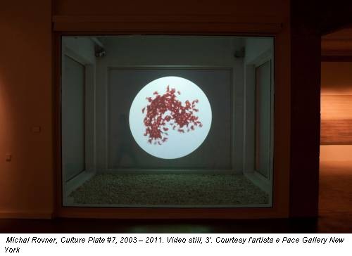 Michal Rovner, Culture Plate #7, 2003 – 2011. Video still, 3'. Courtesy l'artista e Pace Gallery New York