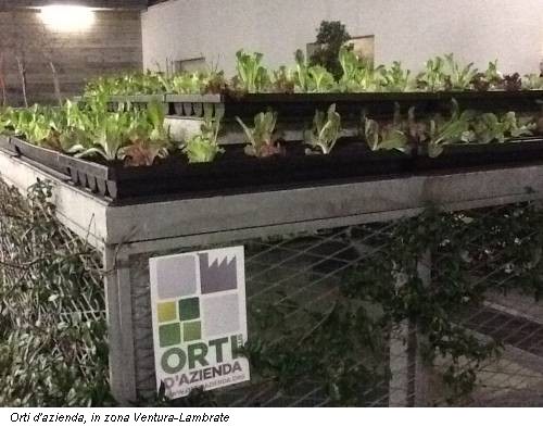 Orti d'azienda, in zona Ventura-Lambrate