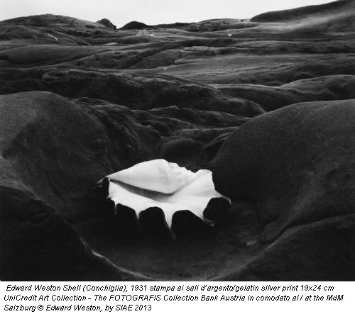 Edward Weston Shell (Conchiglia), 1931 stampa ai sali d’argento/gelatin silver print 19x24 cm UniCredit Art Collection - The FOTOGRAFIS Collection Bank Austria in comodato al / at the MdM Salzburg © Edward Weston, by SIAE 2013