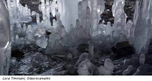 Luca Trevisani, Glaucocamaleo