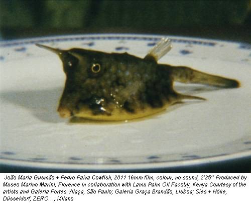 João Maria Gusmão + Pedro Paiva Cowfish, 2011 16mm film, colour, no sound, 2’25’’ Produced by Museo Marino Marini, Florence in collaboration with Lamu Palm Oil Facotry, Kenya Courtesy of the artists and Galeria Fortes Vilaça, São Paulo; Galeria Graça Brandão, Lisboa; Sies + Höke, Düsseldorf; ZERO…, Milano