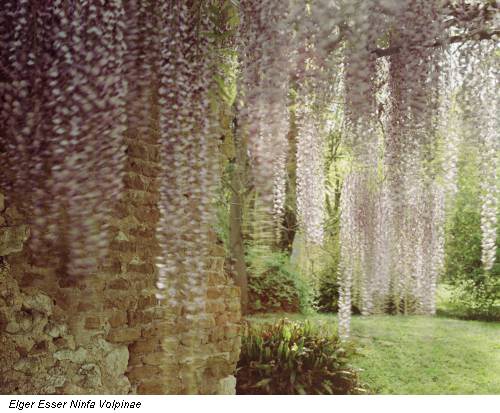 Elger Esser Ninfa Volpinae