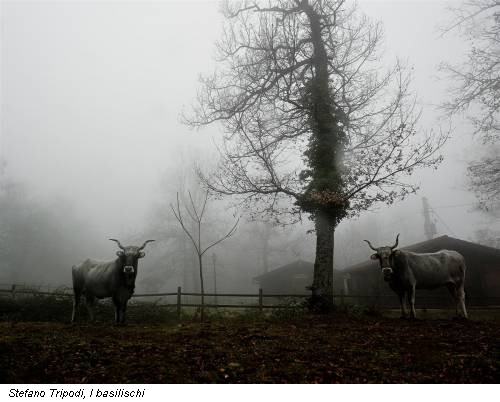 Stefano Tripodi, I basilischi