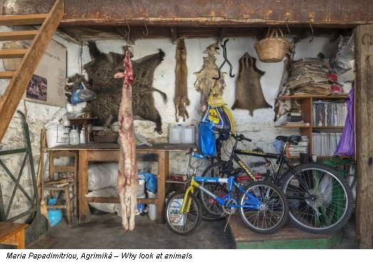 Maria Papadimitriou, Agrimiká – Why look at animals