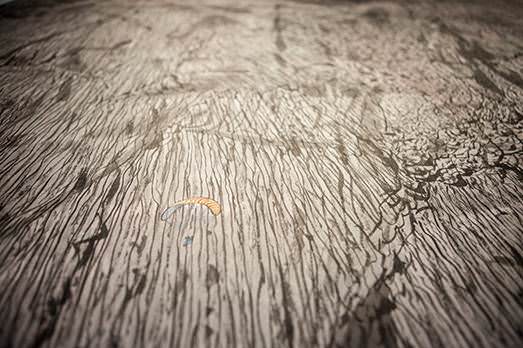 Ca' Foscari, Collected Landscapes, foto altrospazio